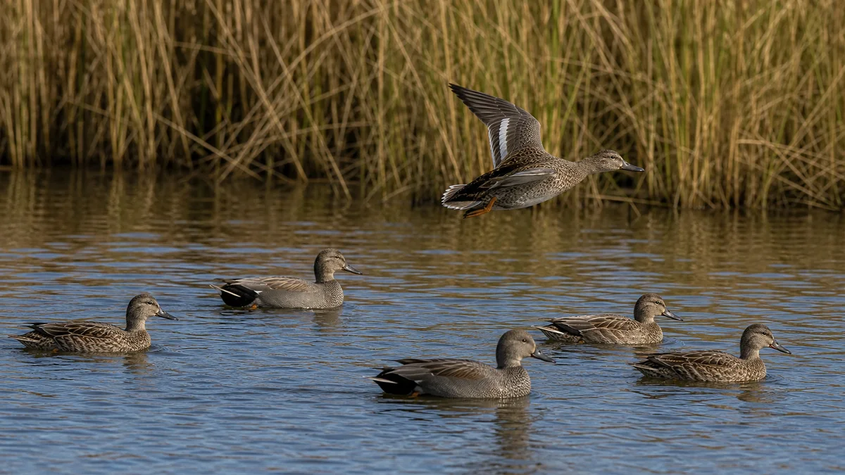 Gadwalls seskupené v laguně během odpočinku