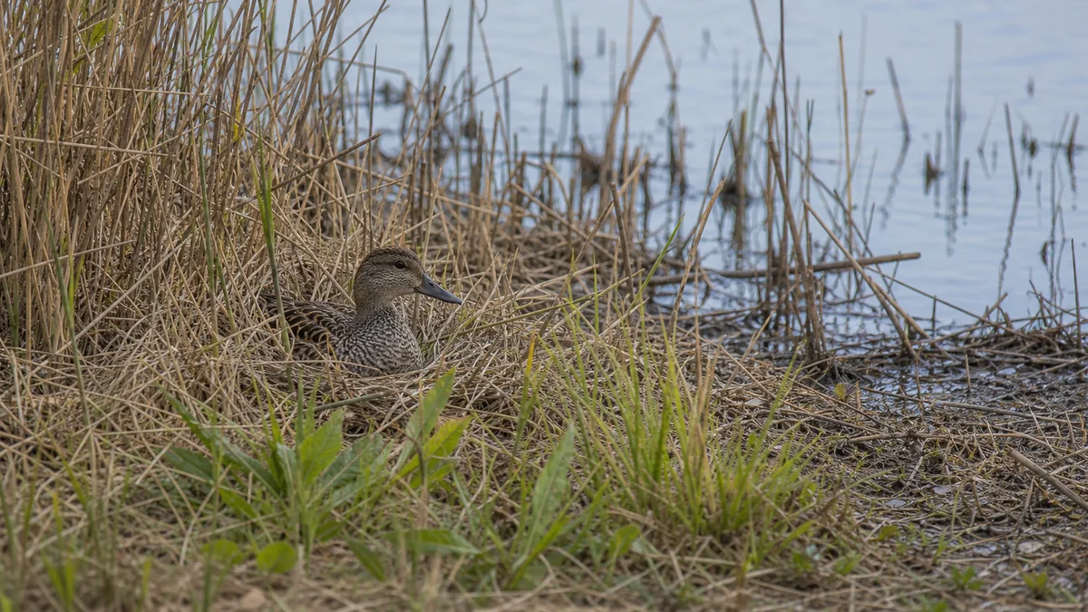 Gadwall hnízdící stanoviště poblíž laguny s vegetačním krytem