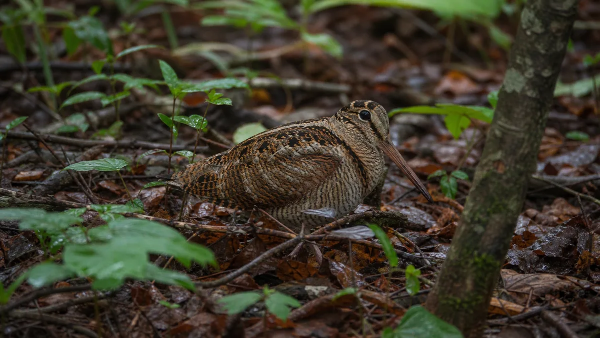 Sluka lesní - identifikace, habitat a management