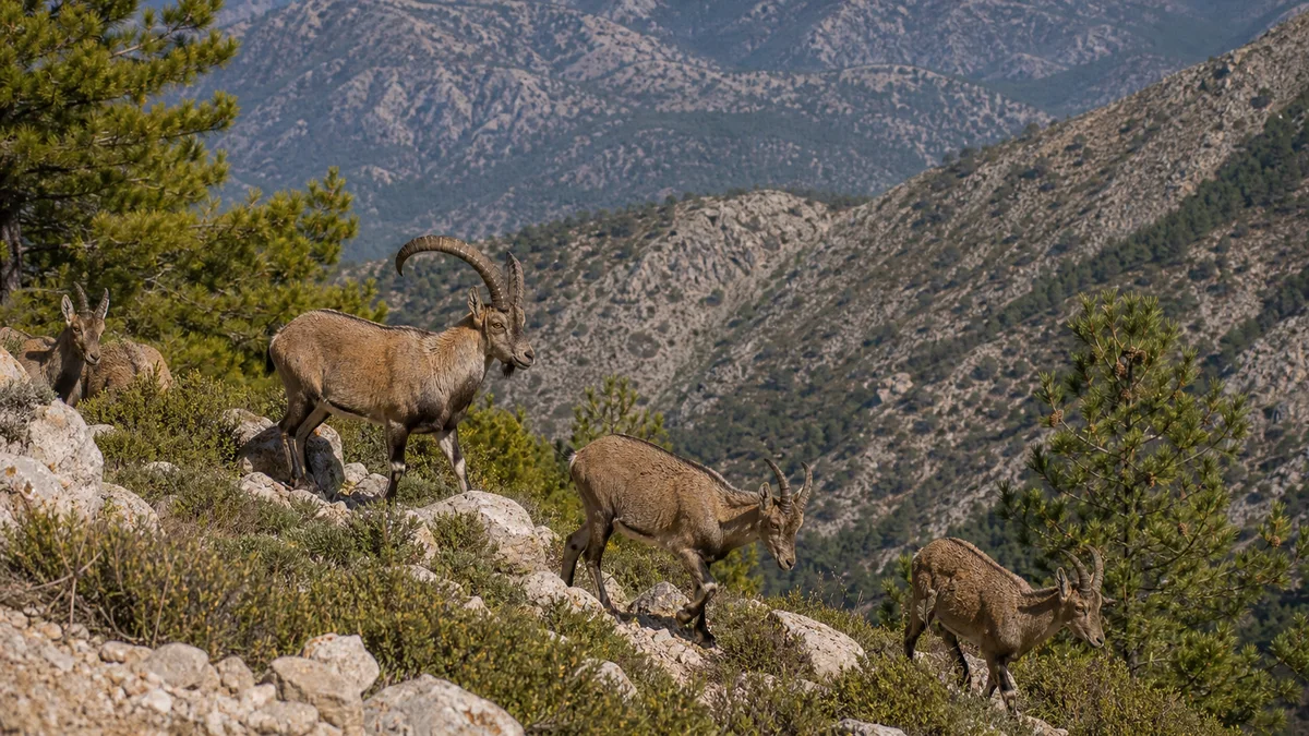 Cabra montés en un hábitat de matorral y coníferas de montaña ibérica