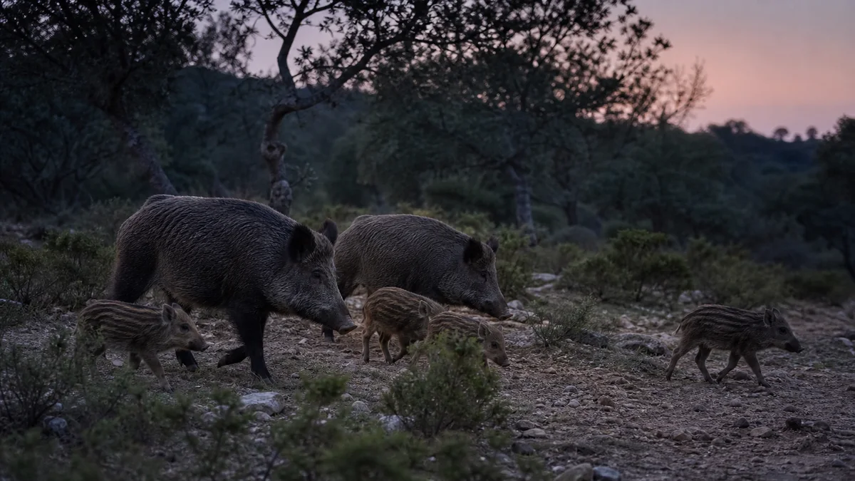 Grupo matriarcal de jabalíes moviéndose al anochecer por el monte mediterráneo