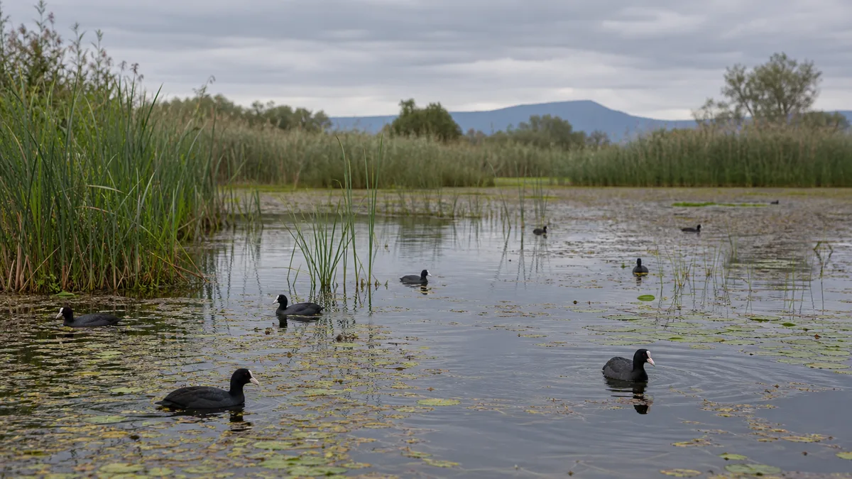 Mokřadní laguna s rákosinami a lyskou černou na otevřené vodě