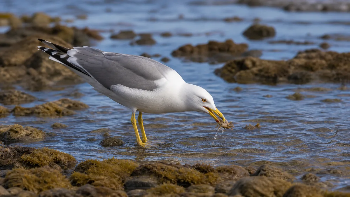 Gaviota patiamarilla alimentándose en la orilla con peces y crustáceos
