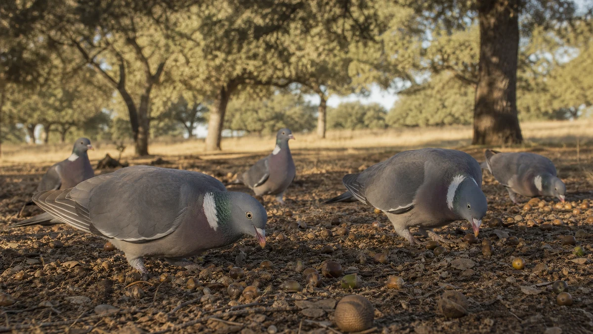 Palomas torcaces alimentándose de bellotas bajo encinas en otoño
