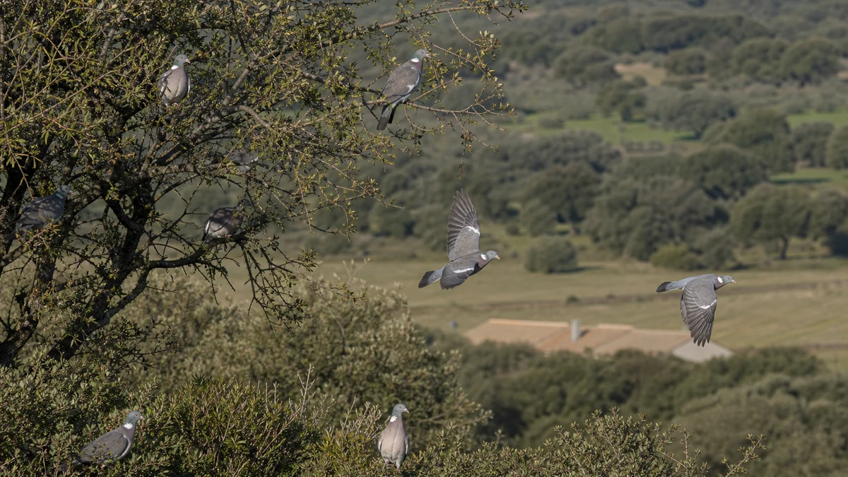 Bando de palomas torcaces volando sobre una dehesa y campos abiertos