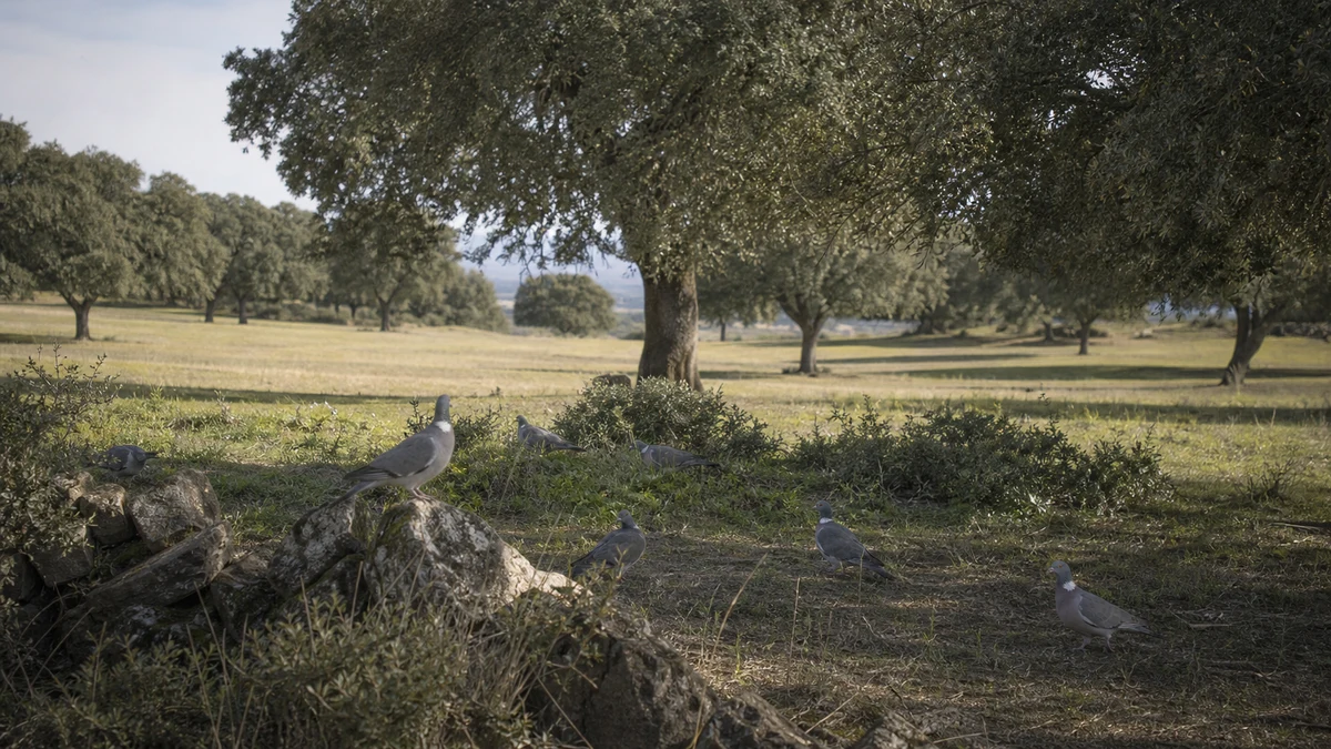 Palomas torcaces en una dehesa mediterránea de encinas y pastizal