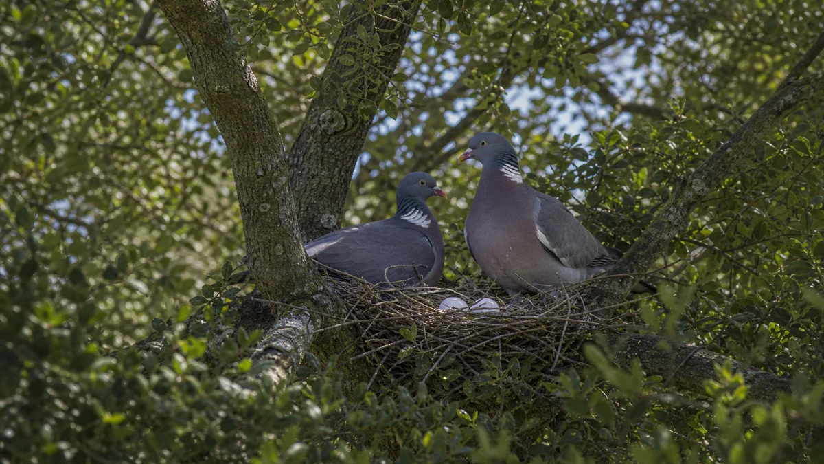 Pareja de palomas torcaces junto a un nido de ramitas en una encina