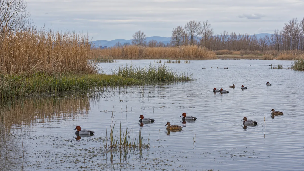Lagună cu stufărișuri și maluri inundate pe care înoată mai multe rațe cu cap castaniu, masculi cu capul roșcat și femele brune