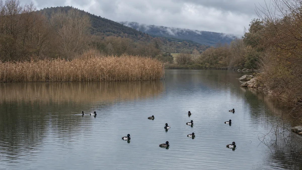 Lac adânc cu vegetație de mal și un grup de rațe moțate