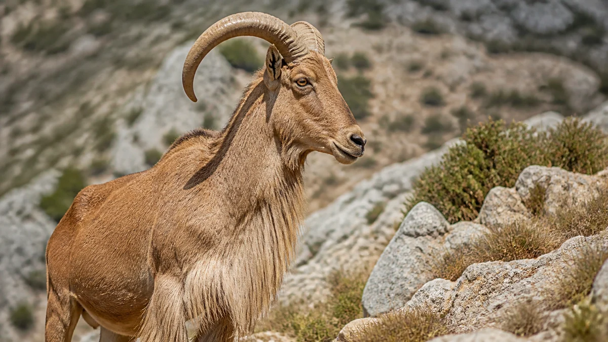 Arruí de perfil con cuernos curvos y barba frontal