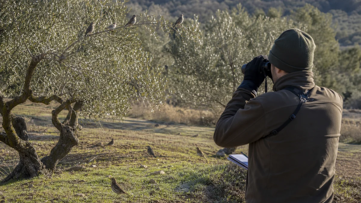 Monitorizarea sturzilor de vâsc la marginea unei livezi de măslini