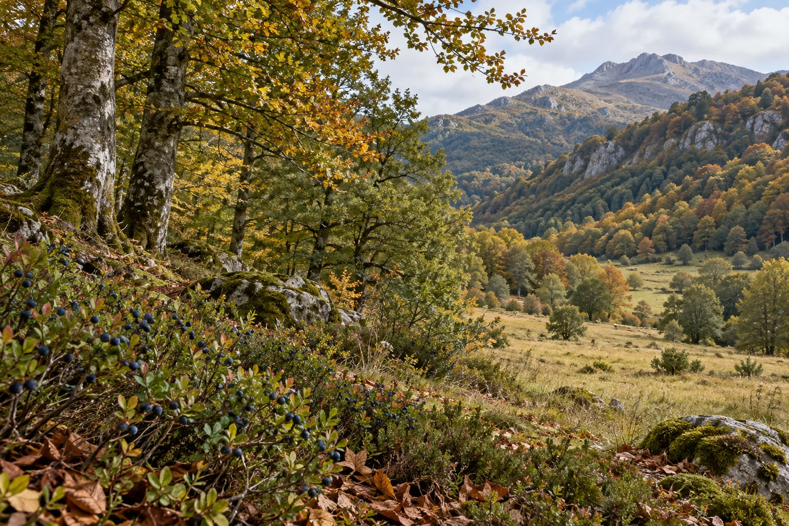 Ilustración de un bosque cantábrico con arándanos, prados y laderas arboladas que ofrecen alimento y refugio al oso