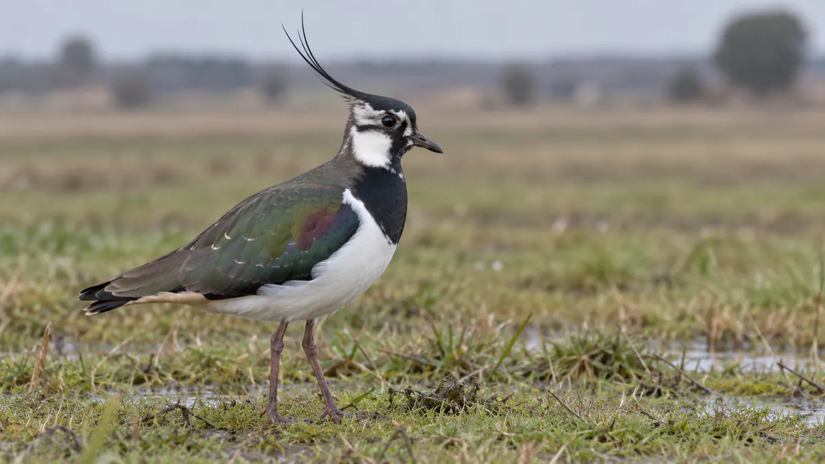Avefría en un prado, con el moño largo y el dorso verde metálico