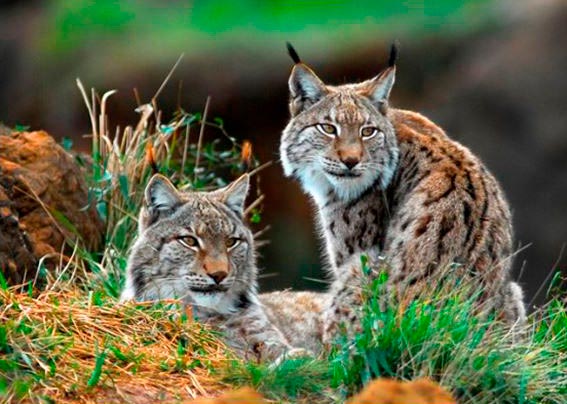 Fotografie cu două feline sălbatice cu blana pătată și smocuri de păr pe urechi