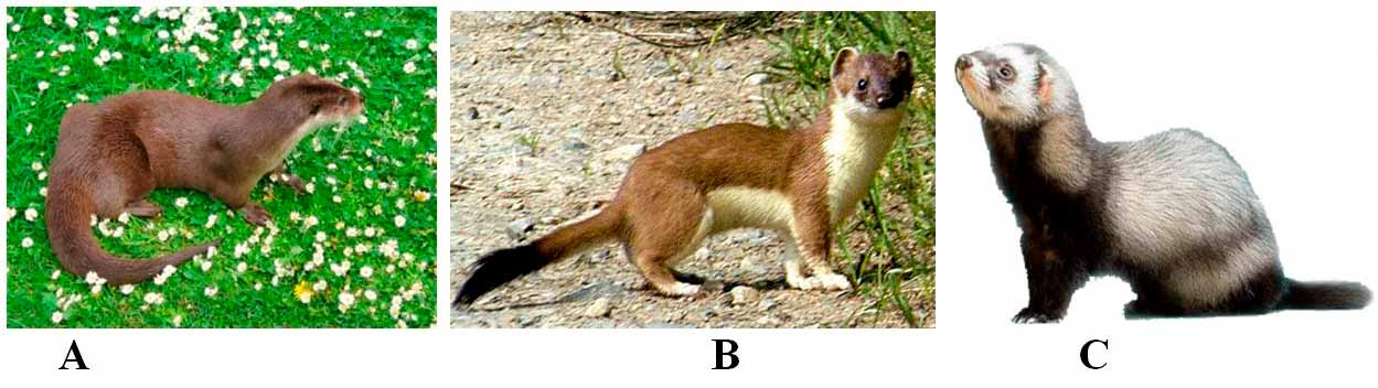 Trei fotografii cu mamifere mici din familia mustelidelor, notate A, B și C