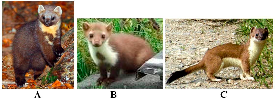 Trei fotografii cu mamifere mici din familia mustelidelor, notate A, B și C