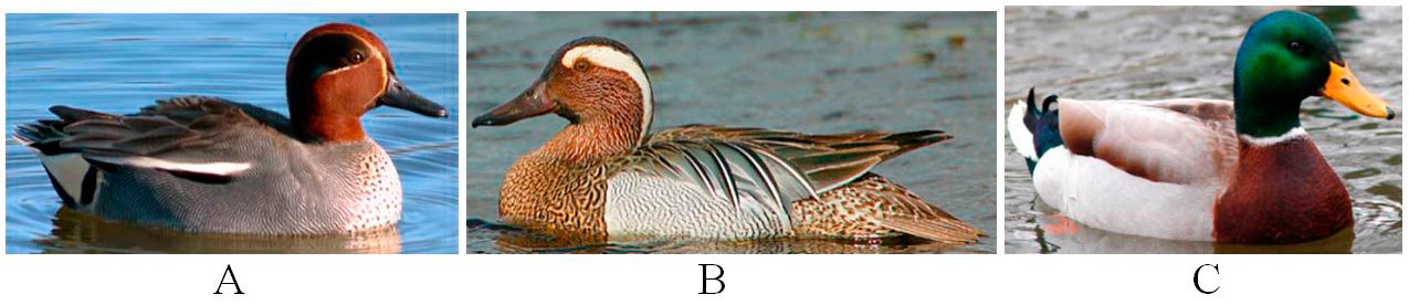 Trei fotografii cu rațe, notate A, B și C