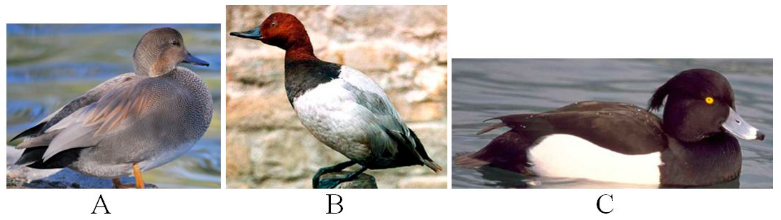 Trei fotografii cu rațe, notate A, B și C