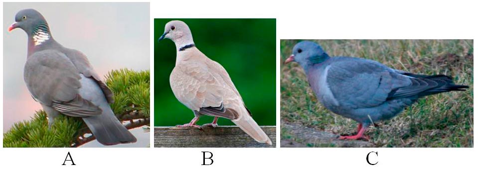 Trei fotografii cu porumbei sălbatici, notate A, B și C