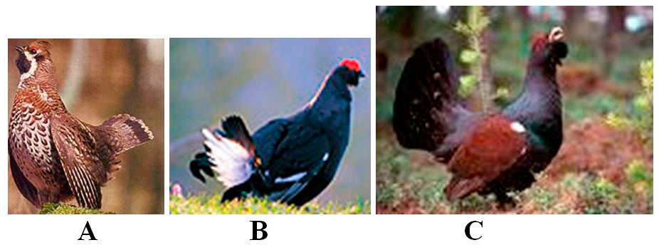 Trei fotografii cu păsări galinacee de pădure, notate A, B și C